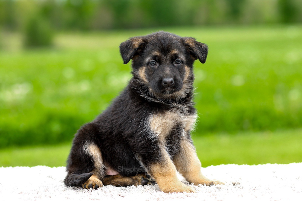 Juniper Image of Juniper, a German Shepherd puppy