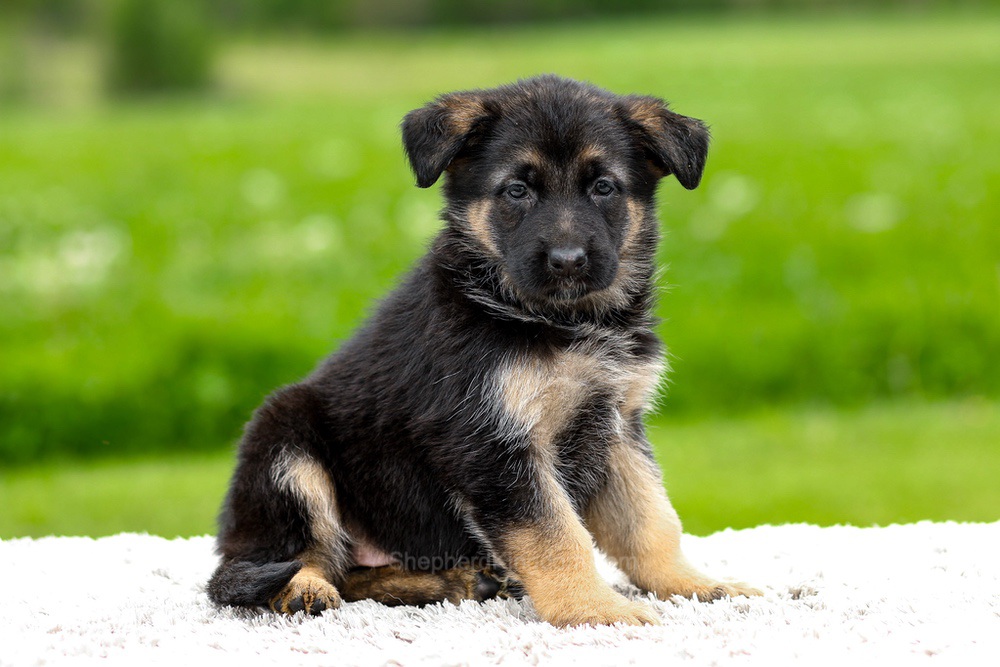 Juniper Image of Juniper, a German Shepherd puppy