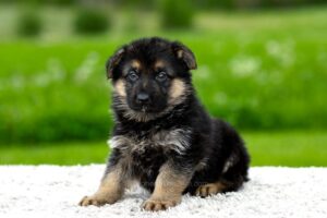 Image of Kayden, a German Shepherd puppy