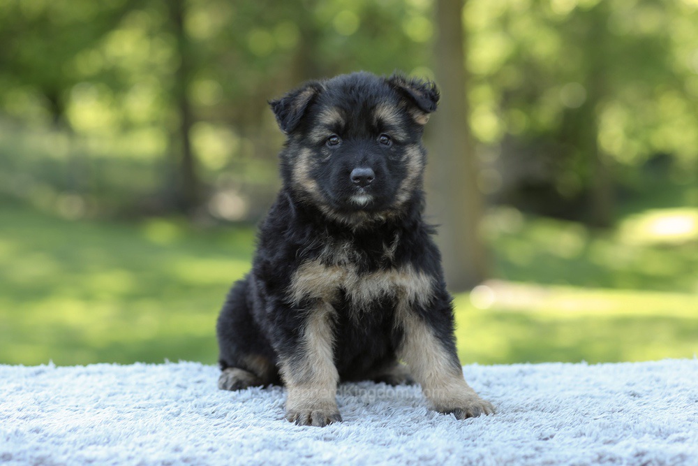 Nala Image of Nala, a German Shepherd puppy