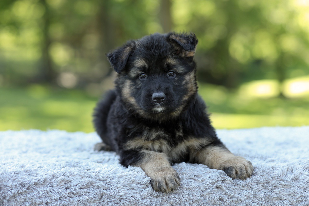 Nala Image of Nala, a German Shepherd puppy
