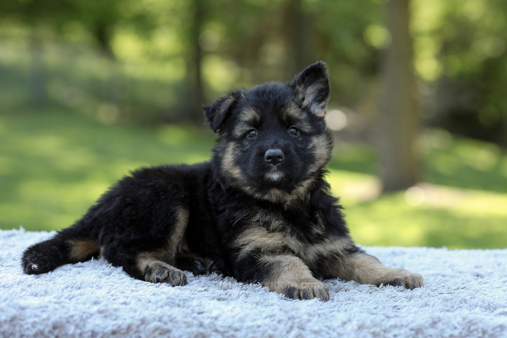 Nala Image of Nala, a German Shepherd puppy
