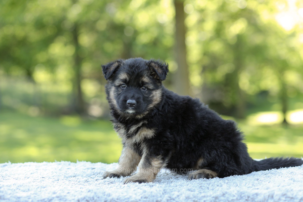 Nala Image of Nala, a German Shepherd puppy