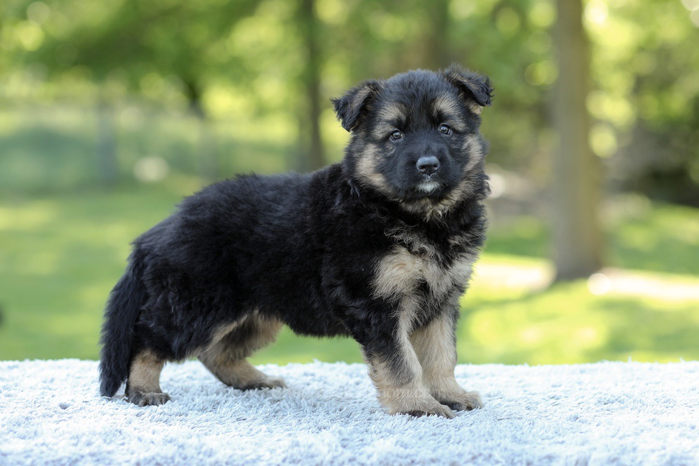 Nala Image of Nala, a German Shepherd puppy