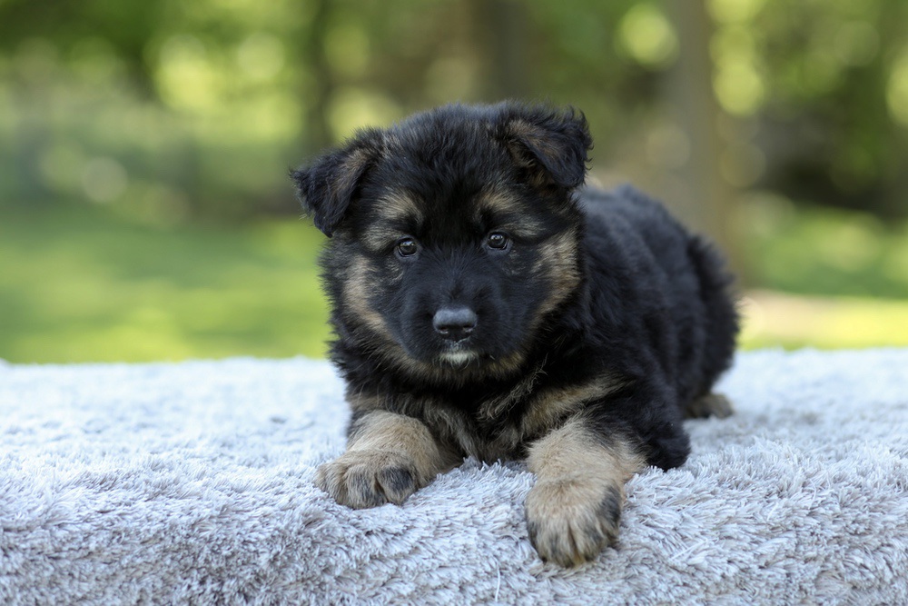 Nala Image of Nala, a German Shepherd puppy