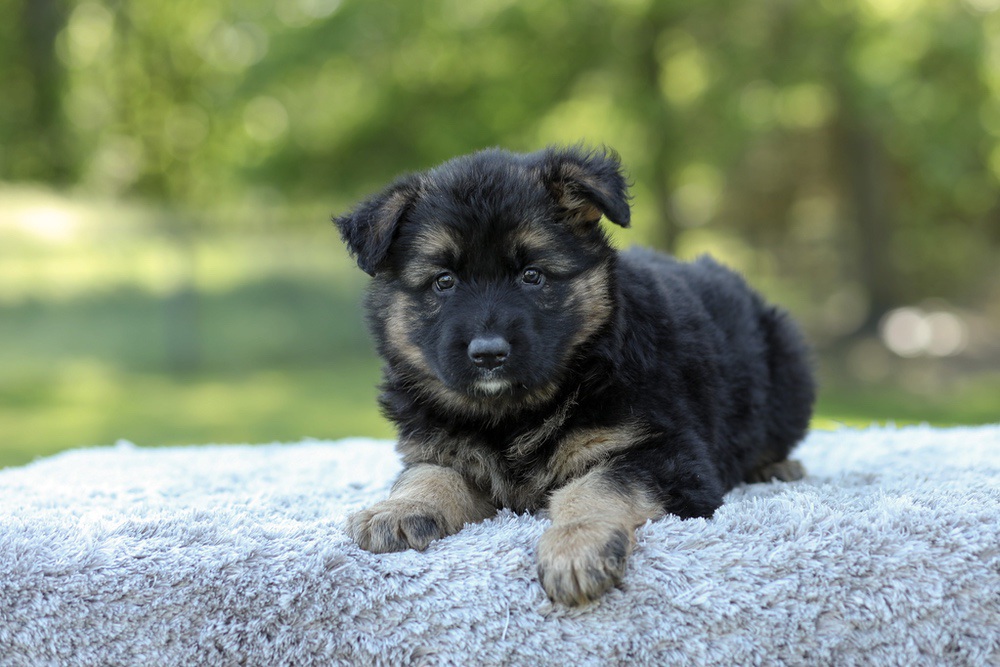 Nala Image of Nala, a German Shepherd puppy