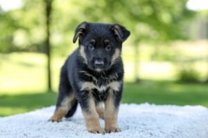 Image of Niko, a German Shepherd puppy