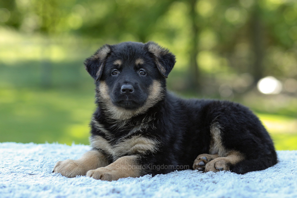 Nova Image of Nova, a German Shepherd puppy