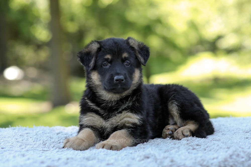Nova Image of Nova, a German Shepherd puppy