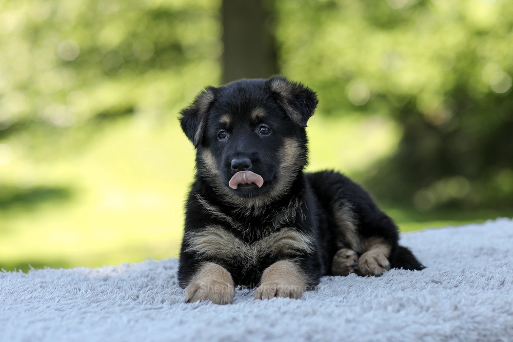 Nova Image of Nova, a German Shepherd puppy