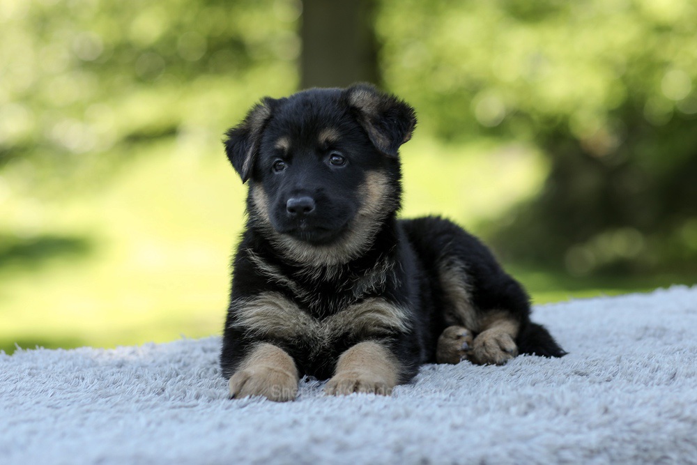 Nova Image of Nova, a German Shepherd puppy