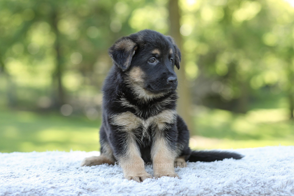 Nova Image of Nova, a German Shepherd puppy