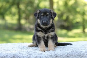 Image of Nova, a German Shepherd puppy