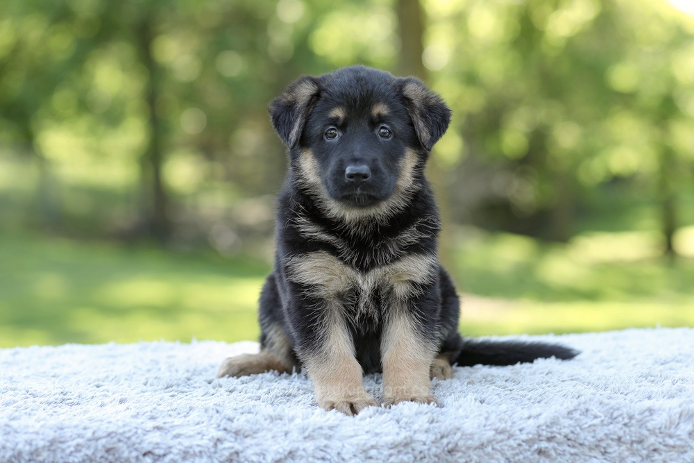 Nova Image of Nova, a German Shepherd puppy