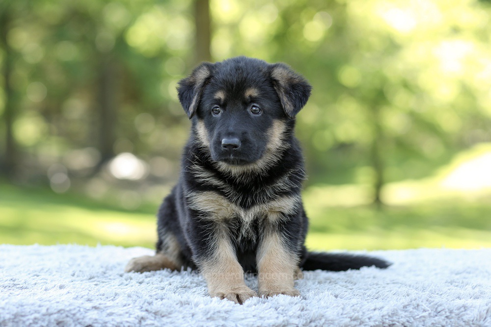 Nova Image of Nova, a German Shepherd puppy