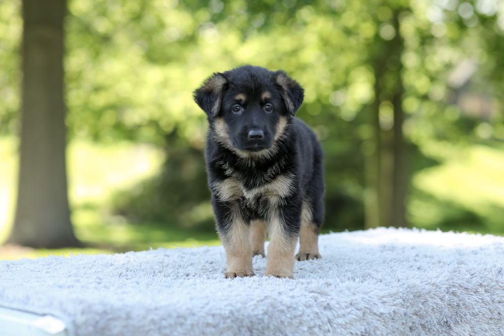 Nova Image of Nova, a German Shepherd puppy