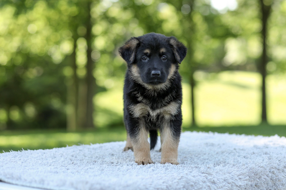Nova Image of Nova, a German Shepherd puppy