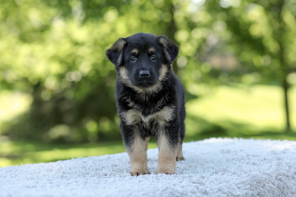 Nova Image of Nova, a German Shepherd puppy