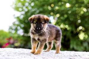 Oakley Image of Oakley, a German Shepherd puppy