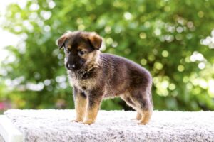 Ocean Image of Ocean, a German Shepherd puppy