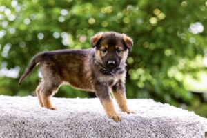 Octavia Image of Octavia, a German Shepherd puppy