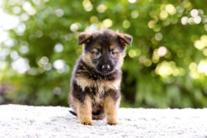 Orlando Image of Orlando, a German Shepherd puppy