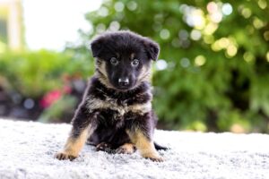 Oscar Image of Oscar, a German Shepherd puppy
