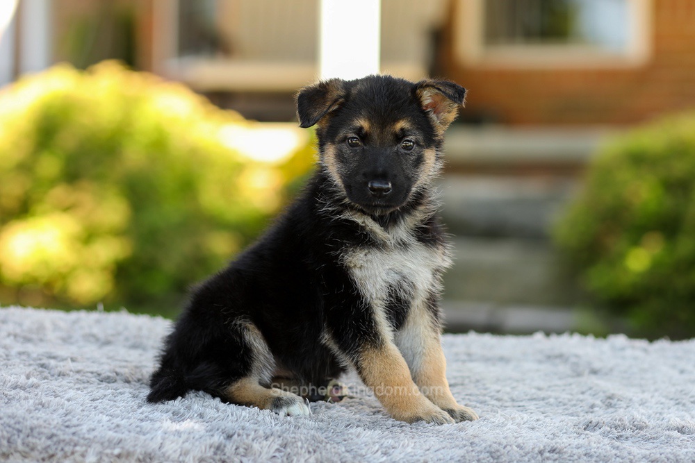 Penny Image of Penny, a German Shepherd puppy