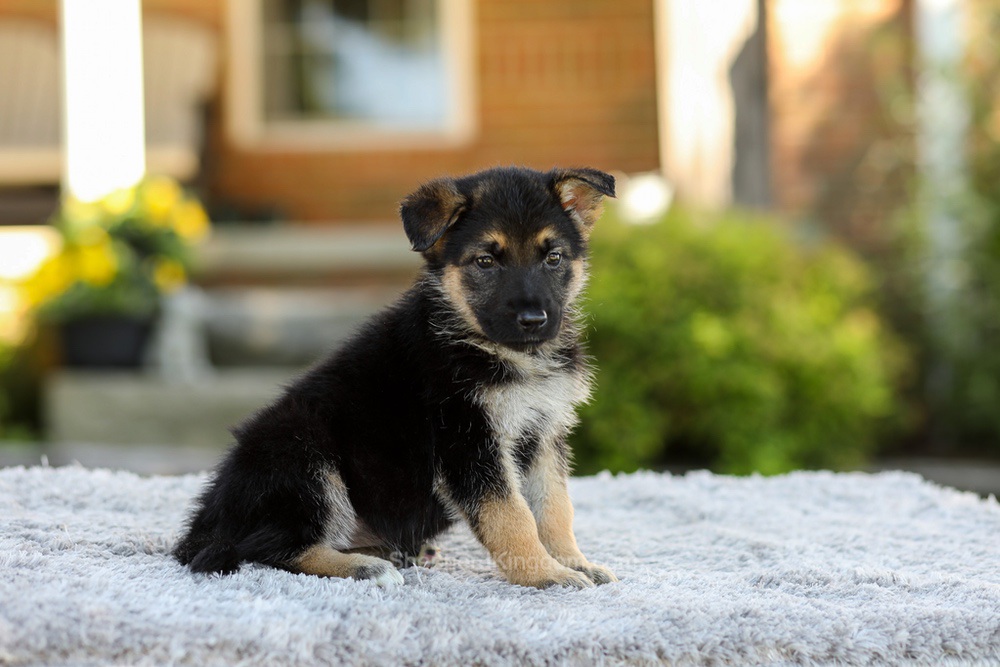 Penny Image of Penny, a German Shepherd puppy