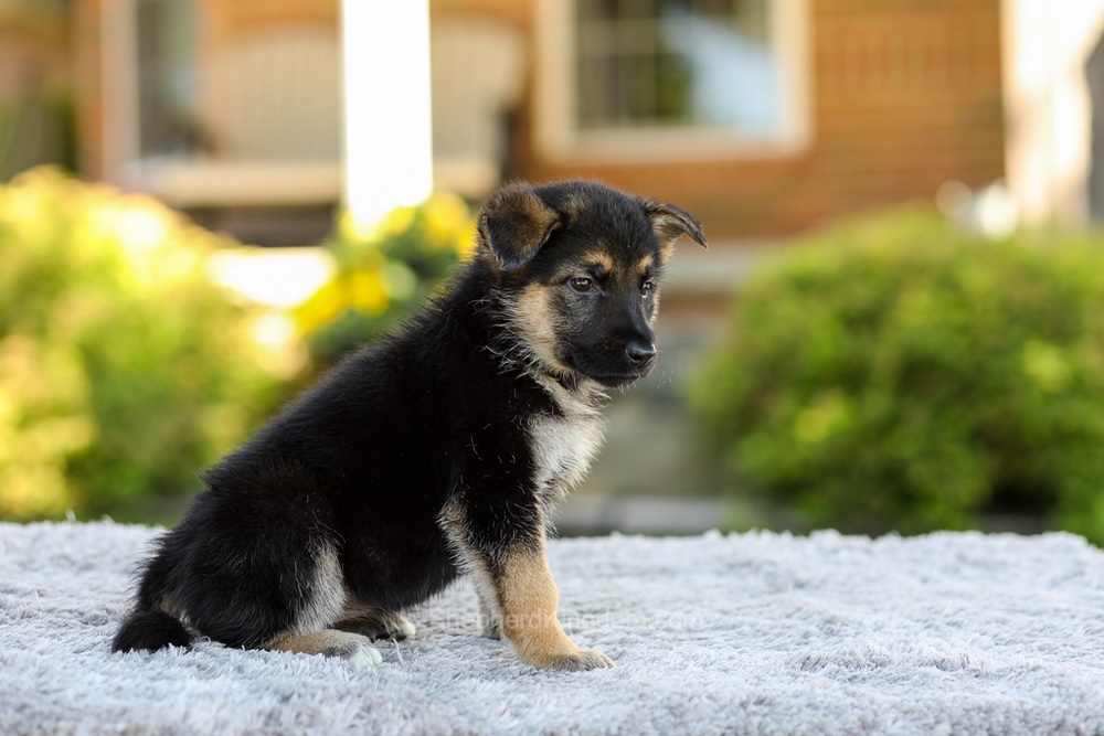 Penny Image of Penny, a German Shepherd puppy