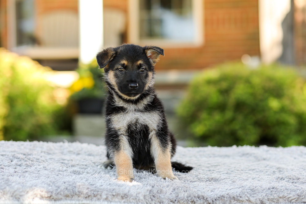 Penny Image of Penny, a German Shepherd puppy