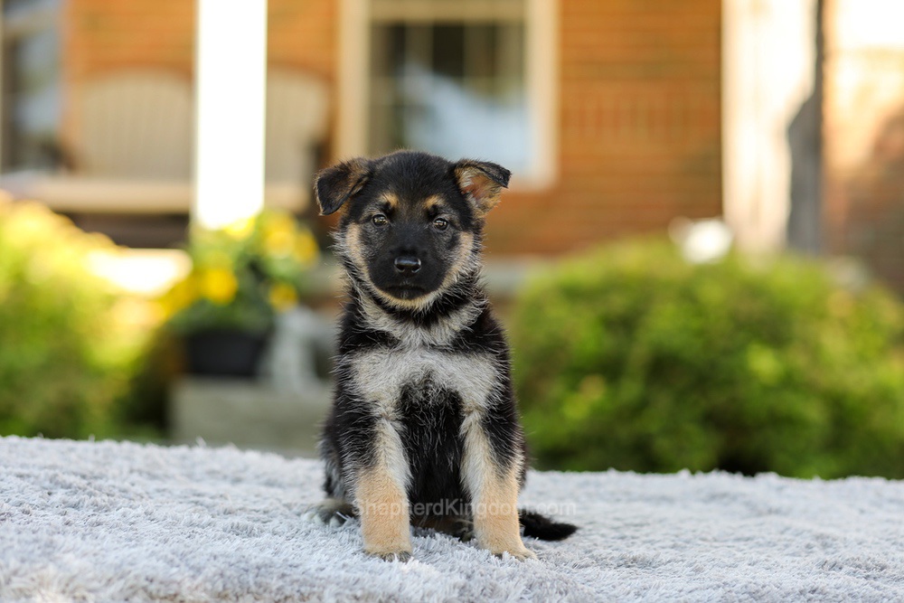 Penny Image of Penny, a German Shepherd puppy