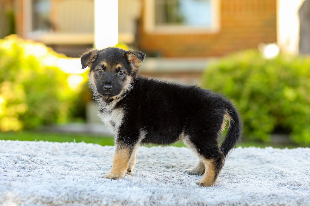 Penny Image of Penny, a German Shepherd puppy