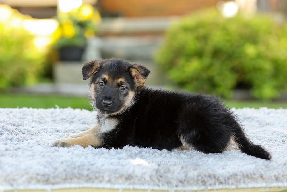 Penny Image of Penny, a German Shepherd puppy