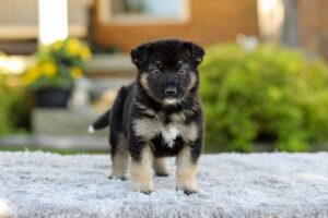 Piper Image of Piper, a German Shepherd puppy