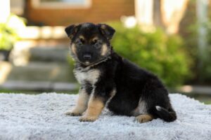 Paris Image of Paris, a German Shepherd puppy