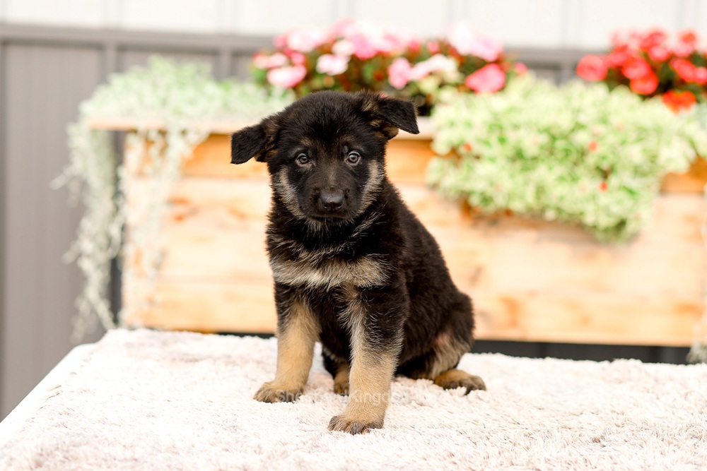 Ranger Image of Ranger, a German Shepherd puppy