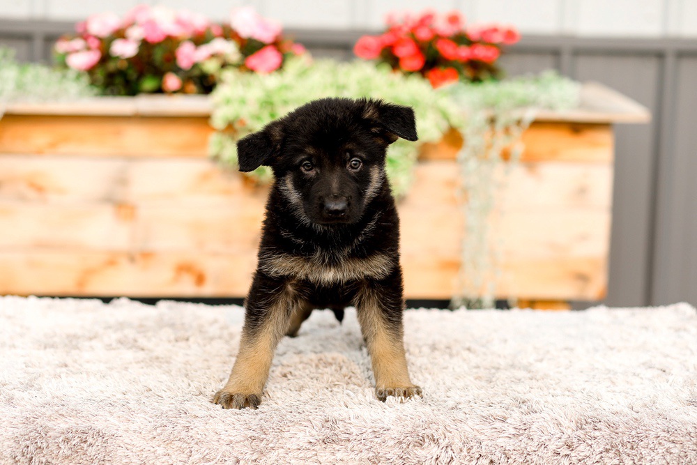 Ranger Image of Ranger, a German Shepherd puppy