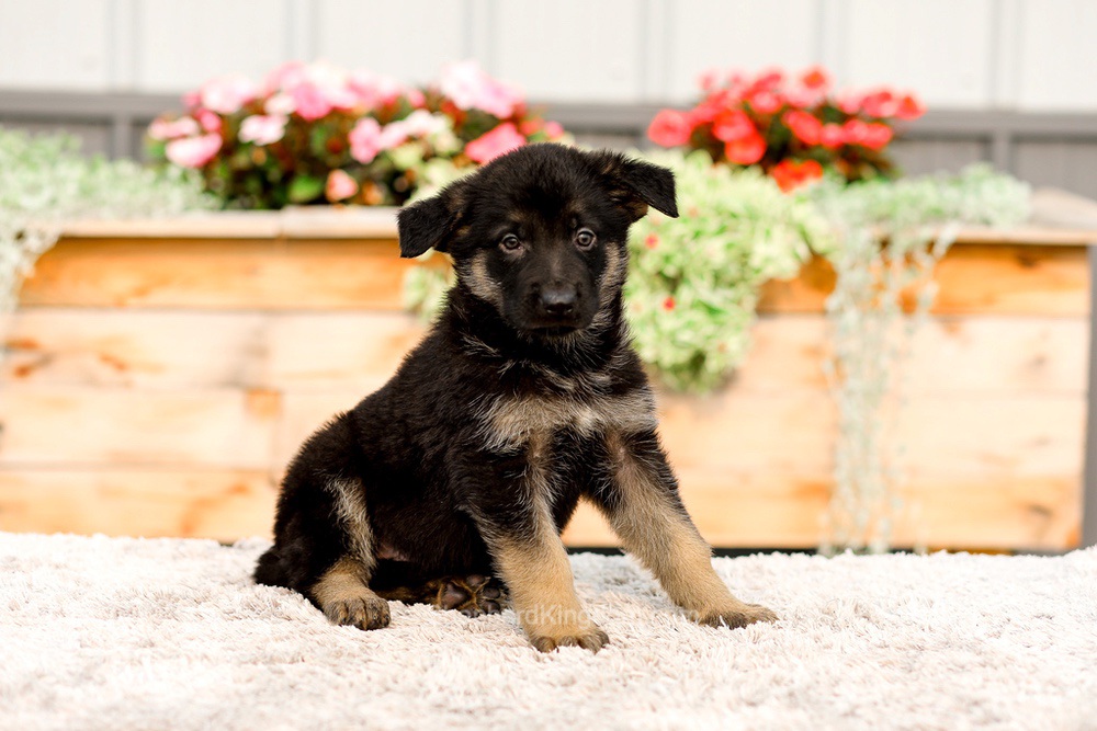 Ranger Image of Ranger, a German Shepherd puppy