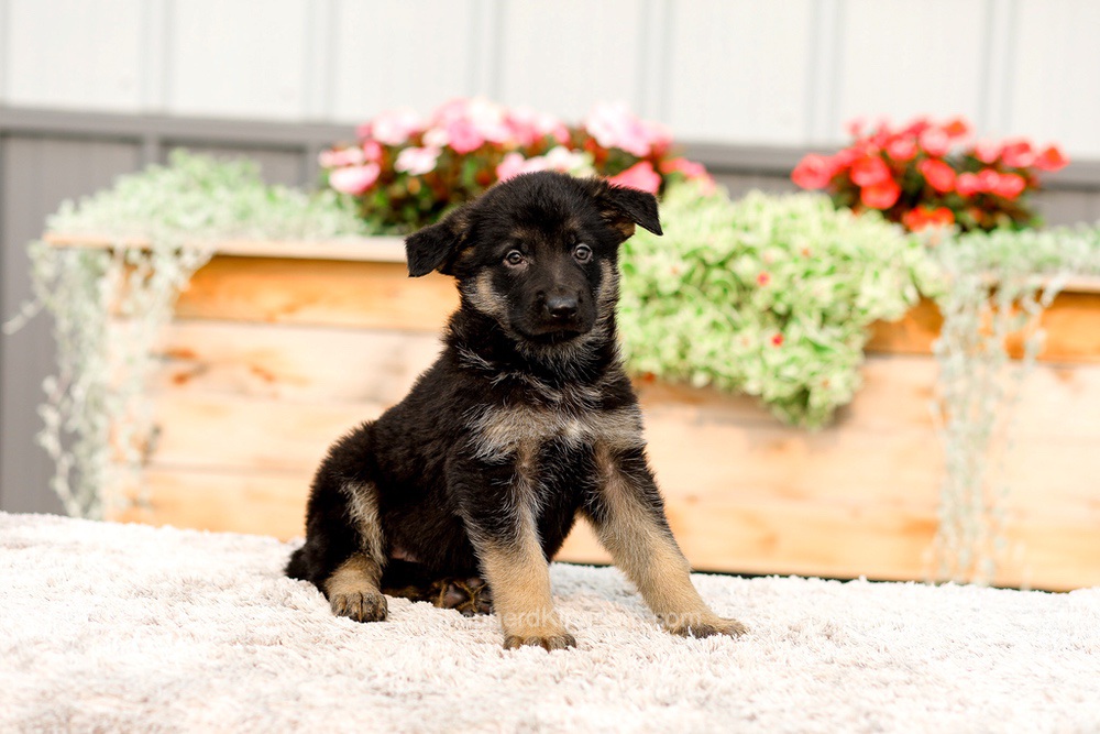 Ranger Image of Ranger, a German Shepherd puppy
