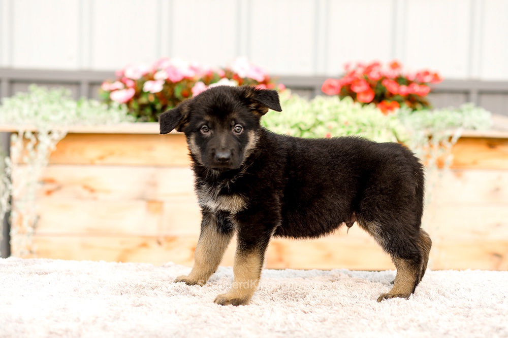 Ranger Image of Ranger, a German Shepherd puppy