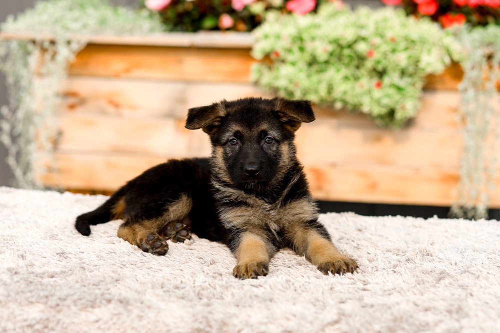 Remi Image of Remi, a German Shepherd puppy