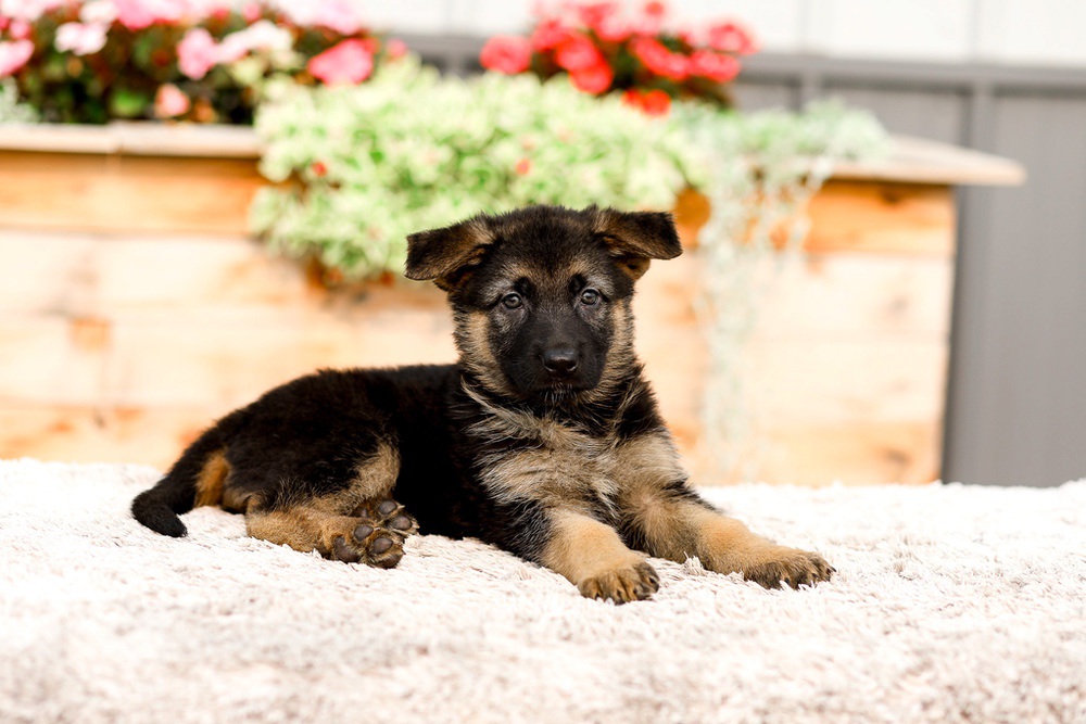 Remi Image of Remi, a German Shepherd puppy