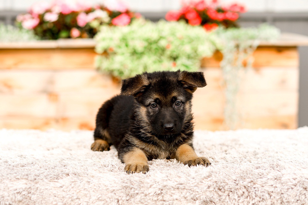 Remi Image of Remi, a German Shepherd puppy