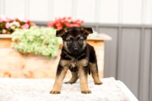 Remi Image of Remi, a German Shepherd puppy