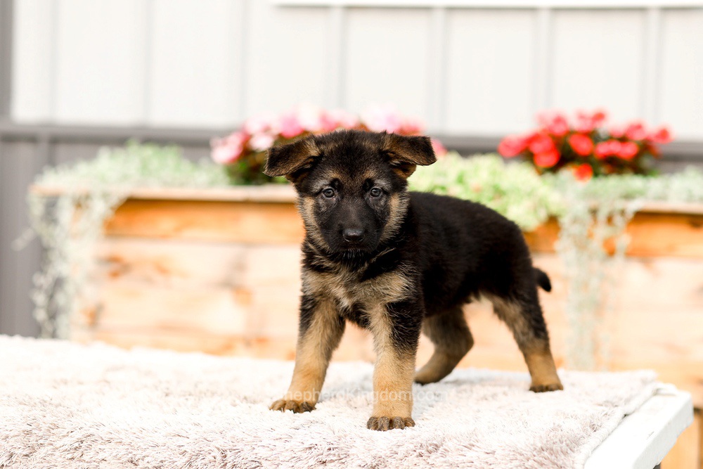 Remi Image of Remi, a German Shepherd puppy