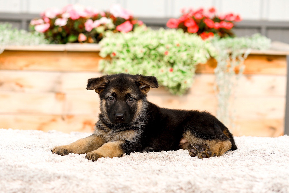 Remi Image of Remi, a German Shepherd puppy