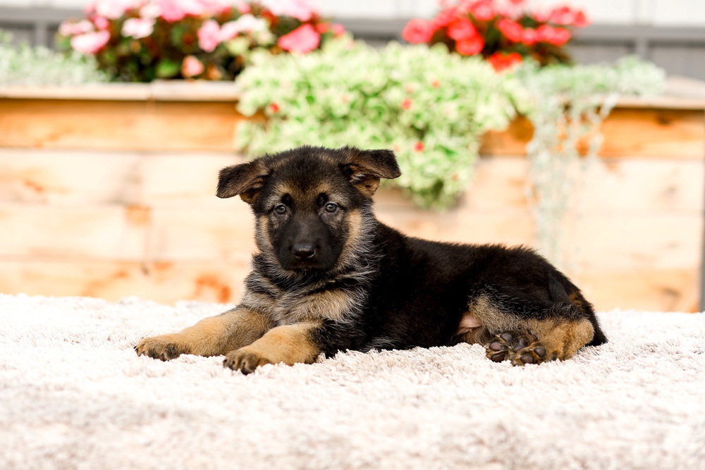 Remi Image of Remi, a German Shepherd puppy