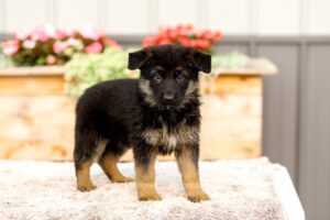 Roman Image of Roman, a German Shepherd puppy