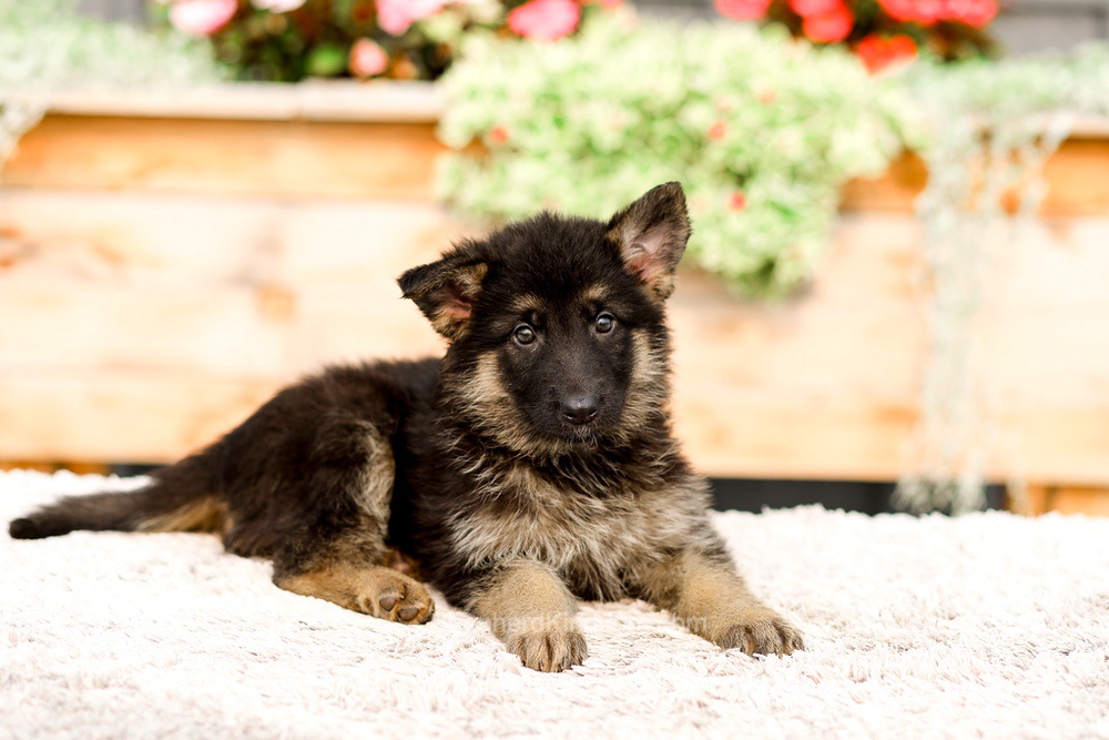 Rory Image of Rory, a German Shepherd puppy